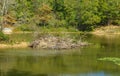 Beaver Lodge at Pandapas Pond Royalty Free Stock Photo