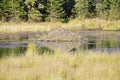 Beaver Lodge in a Pond