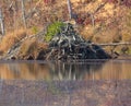 Beaver Lodge Royalty Free Stock Photo