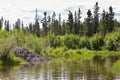 Beaver lodge in riparian biome habitat of Yukon T Royalty Free Stock Photo