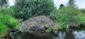 Beaver lodge on the wild river