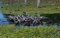 Beaver Lodge on South Arkansas Lake