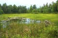 Beaver lodge in swamp at White Memorial, Litchfield, Connecticut