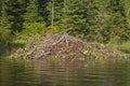 Beaver Lodge on a Wilderness River