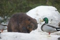 Beaver and Mallard