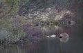 Beaver in natural environment, sitting in the water, eating. Lake in the Forest in Norway