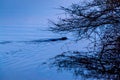 Beaver near dusk in rural Ontario Canada