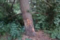 Beaver-nibbled tree by the Wuhle River. Biesdorf, Berlin, Germany Royalty Free Stock Photo
