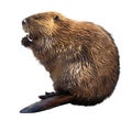 Beaver Royalty Free Stock Photo
