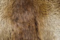 Beaver Pelt