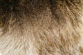 Beaver Pelt Royalty Free Stock Photo