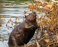 Beaver Photo and Image. Buck teeth and wet brown fur coat. Building a beaver dam and lodge in its habitat Royalty Free Stock Photo