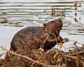 Beaver Photo and Image. Close-up side view, building a beaver dam and lodge in its habitat surrounding and environment, displaying Royalty Free Stock Photo