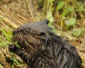 Beaver photo stock. Baby Beaver close-up profile view with foreground and background foliage. Looking to the left side. Image.