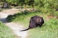 Beaver photo stock. Beaver close-up profile view displaying brown fur, head, eyes, ears, nose, mouth, paws, tail and wet fur,