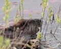 Beaver Photo Stock. Close-up profile side view head shot with water lily pads and water background, eating foliage in its
