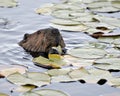 Beaver photo stock. Beaver head close-up eating lily pads in the beaver pond in its environment and habitat, displaying head, nose