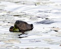 Beaver photo stock. Beaver head close-up profile view, eating lily pads in the beaver pond in its environment and habitat,