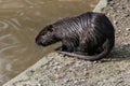 Beaver playng in the water