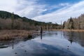 Beaver Pond Royalty Free Stock Photo