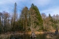 Beaver Pond Royalty Free Stock Photo