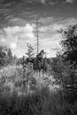 Beaver Pond In Summer In Black And White Royalty Free Stock Photo