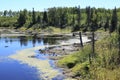 Beaver ponds formed Royalty Free Stock Photo