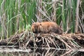 Beaver resting on a a pile of reeds Royalty Free Stock Photo
