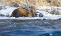 Beaver on River Bank