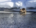 Beaver Grand Tetons February 2023