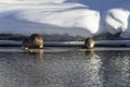 Beaver Grand Tetons February 2023