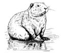 Beaver rodent mammal.