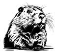 Beaver rodent mammal. Scratch board imitation. Black and white hand drawn image.