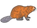 Beaver rodent mammal. Scratch board imitation. Color engraving vector