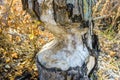 Beaver`s job in woods close-up, tree trunk gnawed by wild animal