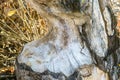 Beaver`s job in woods close-up, tree trunk gnawed by wild animal