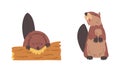 Beaver Semiaquatic Rodent with Brown Fur and Long Snout Sitting and Gnawing Wood Vector Set Royalty Free Stock Photo