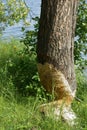 Beaver Sign Royalty Free Stock Photo