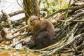 Beaver sitting at the den Royalty Free Stock Photo