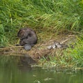 Beaver sitting beside a duck and ducklings