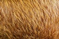 Beaver Skin fur is a mammalian coat that protects against winter climatic conditions of the environment.