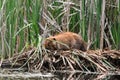 Beaver sleeping on a a pile of reeds Royalty Free Stock Photo