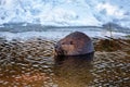 A Beaver snacking on a stick in water