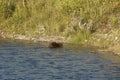 Beaver in the Snake River below Jackson Lake dam, Wyoming. Royalty Free Stock Photo