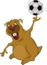 The beaver the soccer player Royalty Free Stock Photo