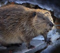 Beaver