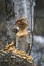 Beaver stock photo. Beaver Cut down birch tree stock photo. Beaver Teeth Marks. Beaver work. Beaver activity stock photo. Tree