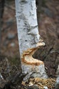 Beaver stock photo. Beaver Cut down birch tree stock photo. Beaver Teeth Marks. Beaver work. Beaver activity stock photo. Tree