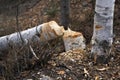 Beaver stock photo. Beaver Cut down birch tree stock photo. Beaver Teeth Marks. Beaver work. Beaver activity stock photo. Tree