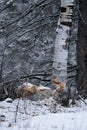 Beaver stock photo. Beaver Cut down birch tree stock photo. Beaver Teeth Marks. Beaver work. Beaver activity stock photo. Tree